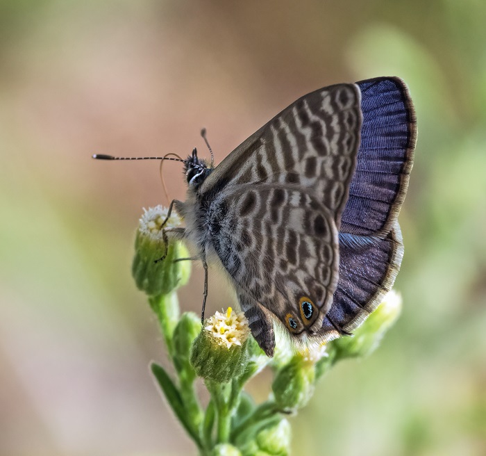 Lang's Short-tailed Blue - Tim Alps